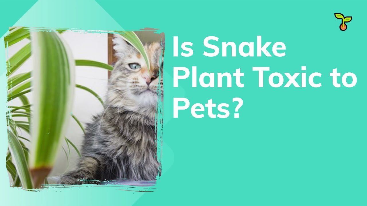Is Snake Plant Toxic To Pets?