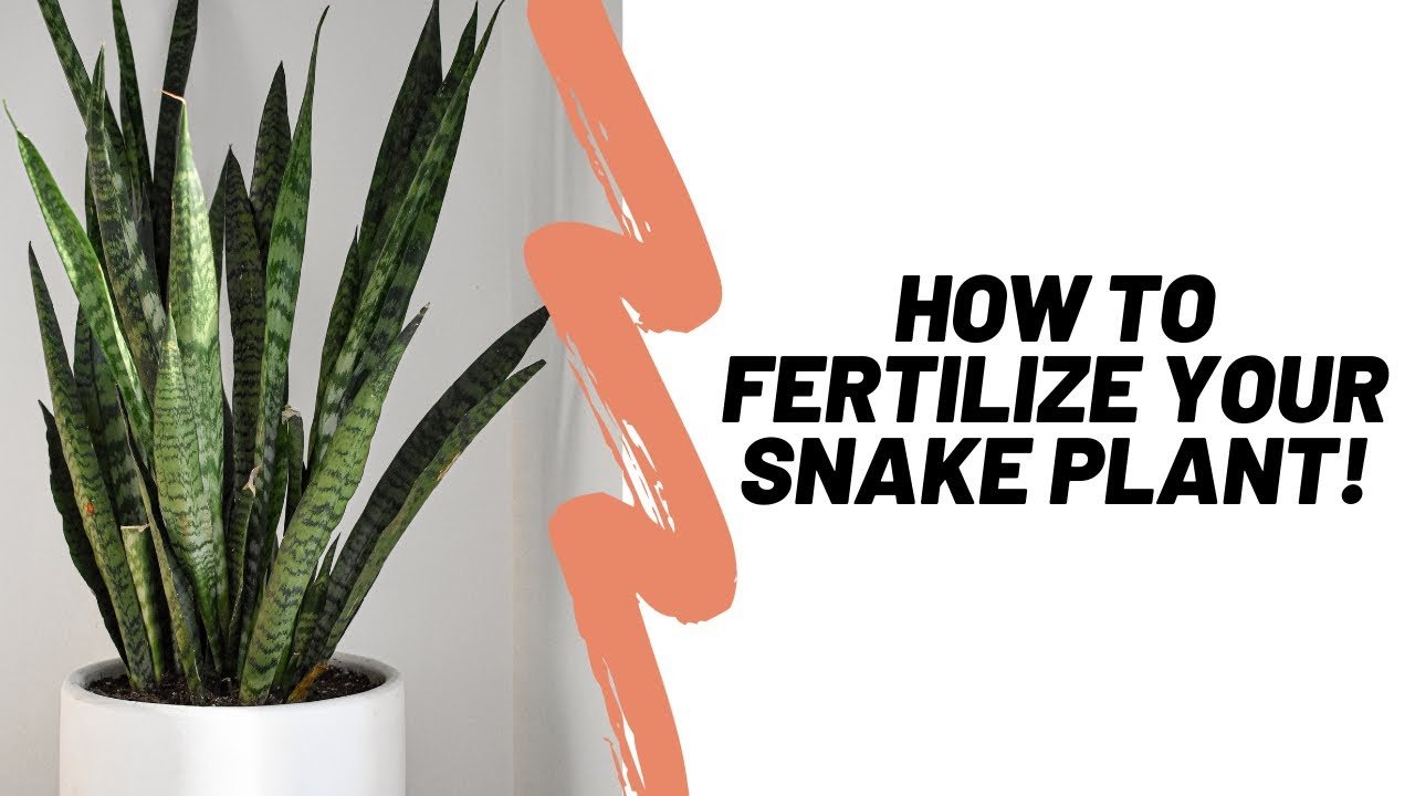 How to Properly Fertilize a Snake Plant (Sansevieria)