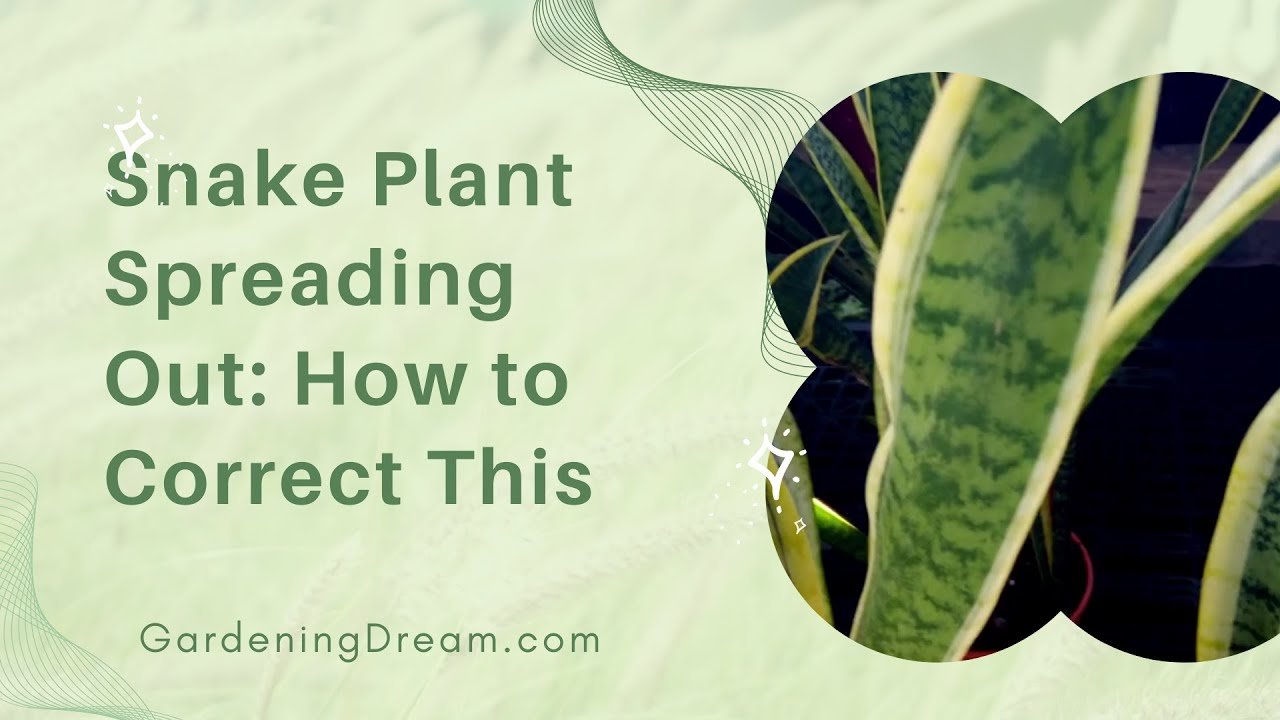 Snake Plant Spreading Out: How to Correct This