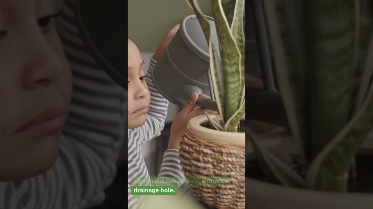Do Snake Plants Need Drainage Holes? #snakeplantcare