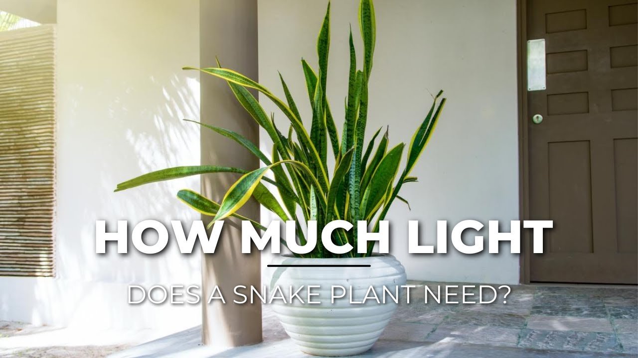 How Much Light Does a Snake Plant Need?