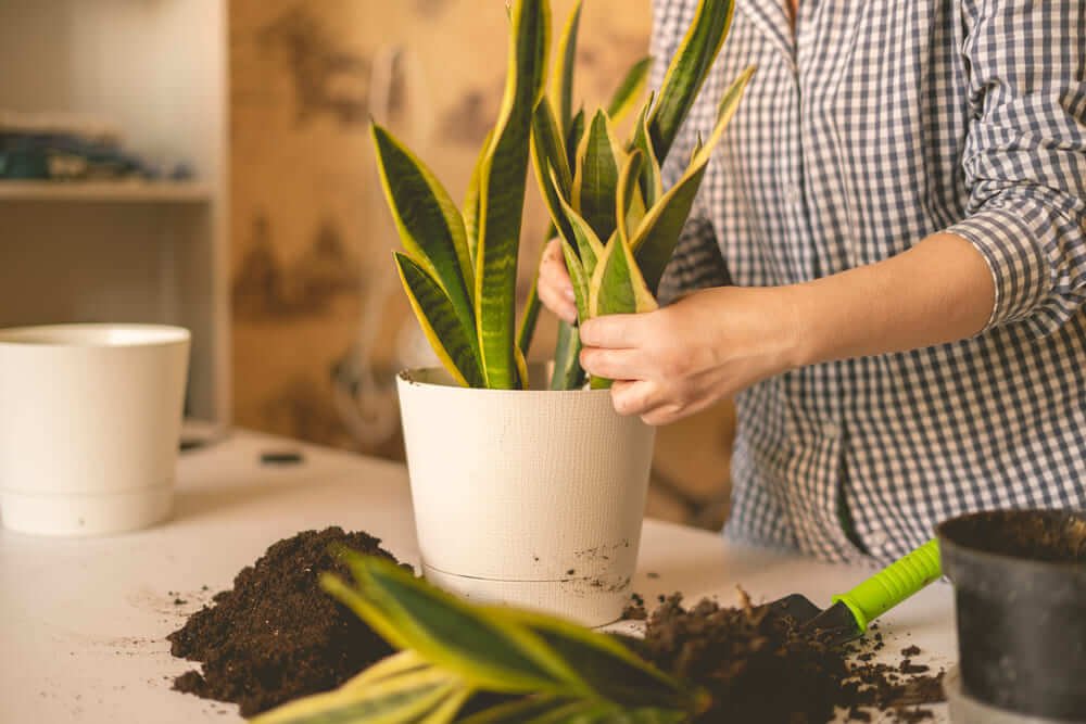 Caring a snake plant