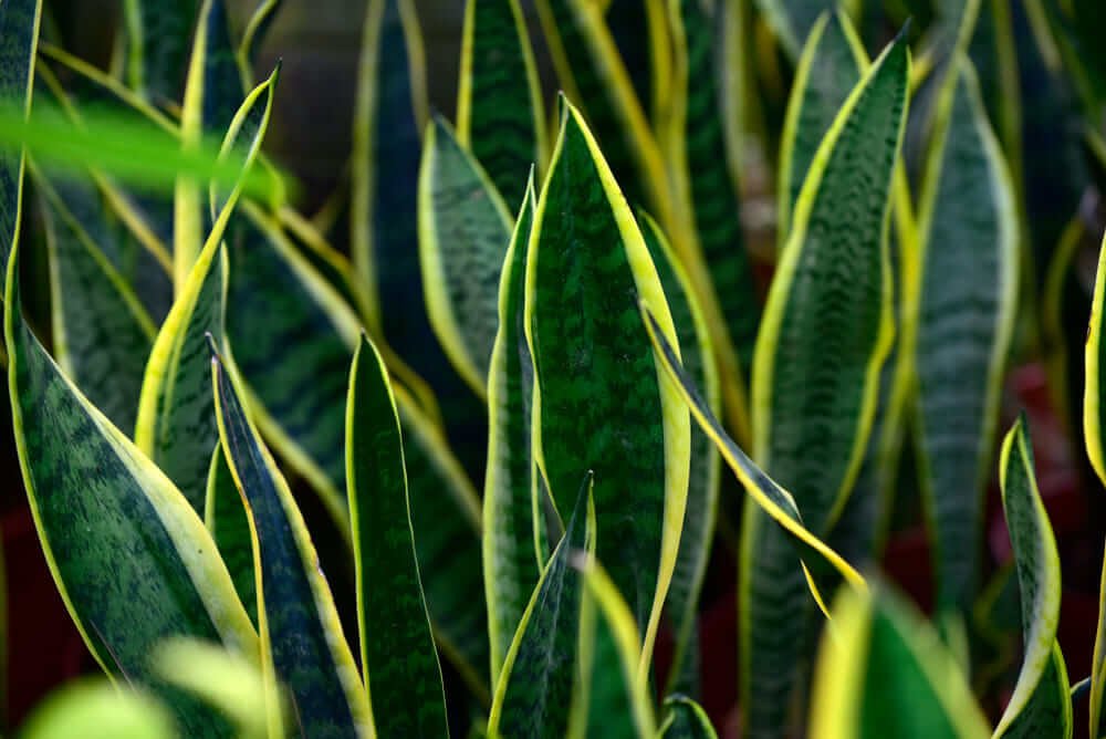 Snake plant leaves