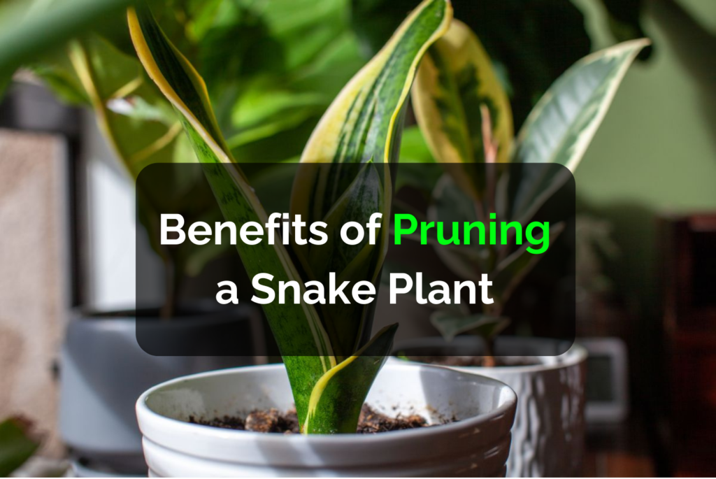 Benefits of pruning a snake plant