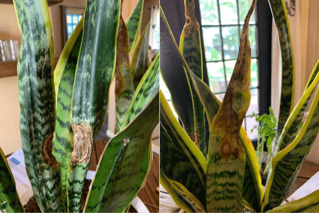 Brown leaf tips-in-snake-plants