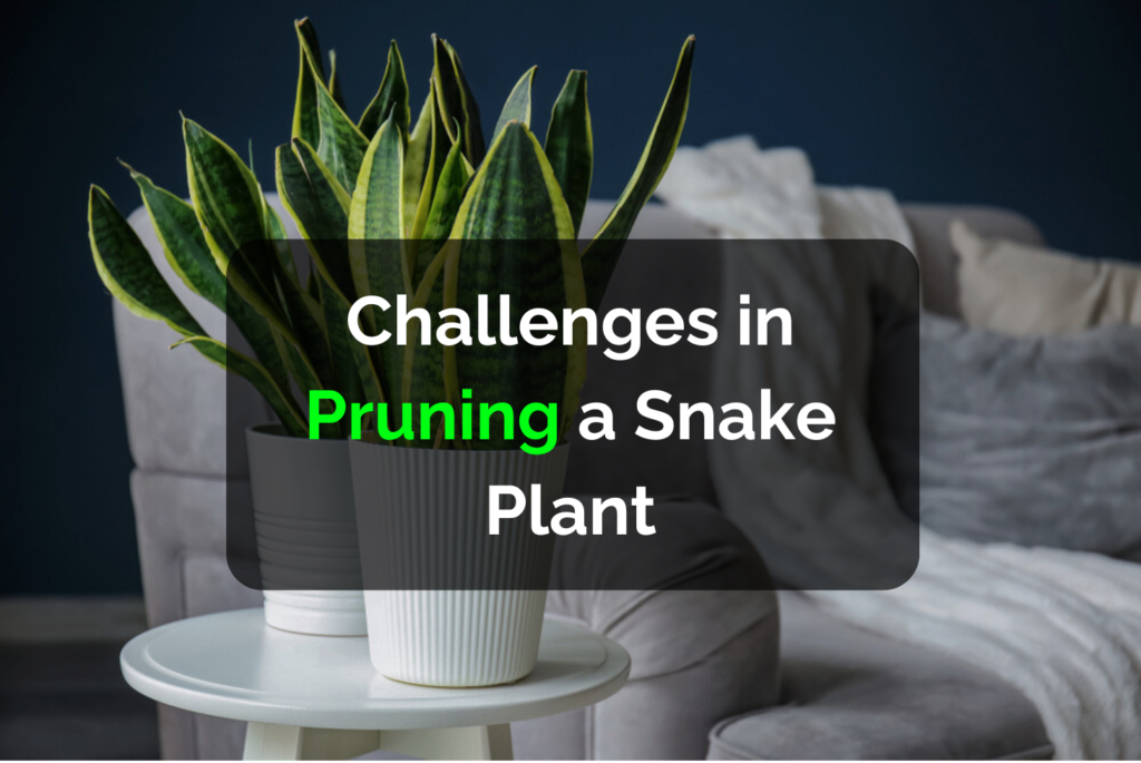 Challenges in Pruning a Snake Plant