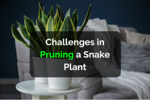 Challenges in Pruning a Snake Plant