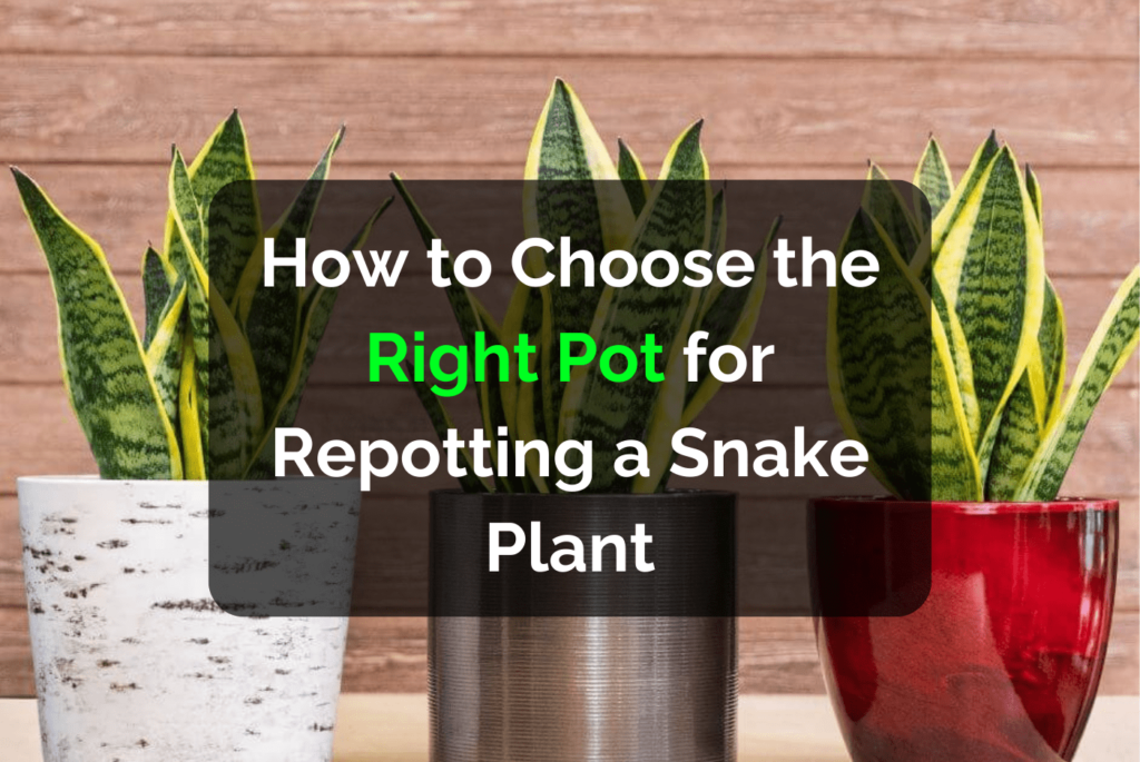 How to Choose the Right Pot for Repotting a Snake Plant