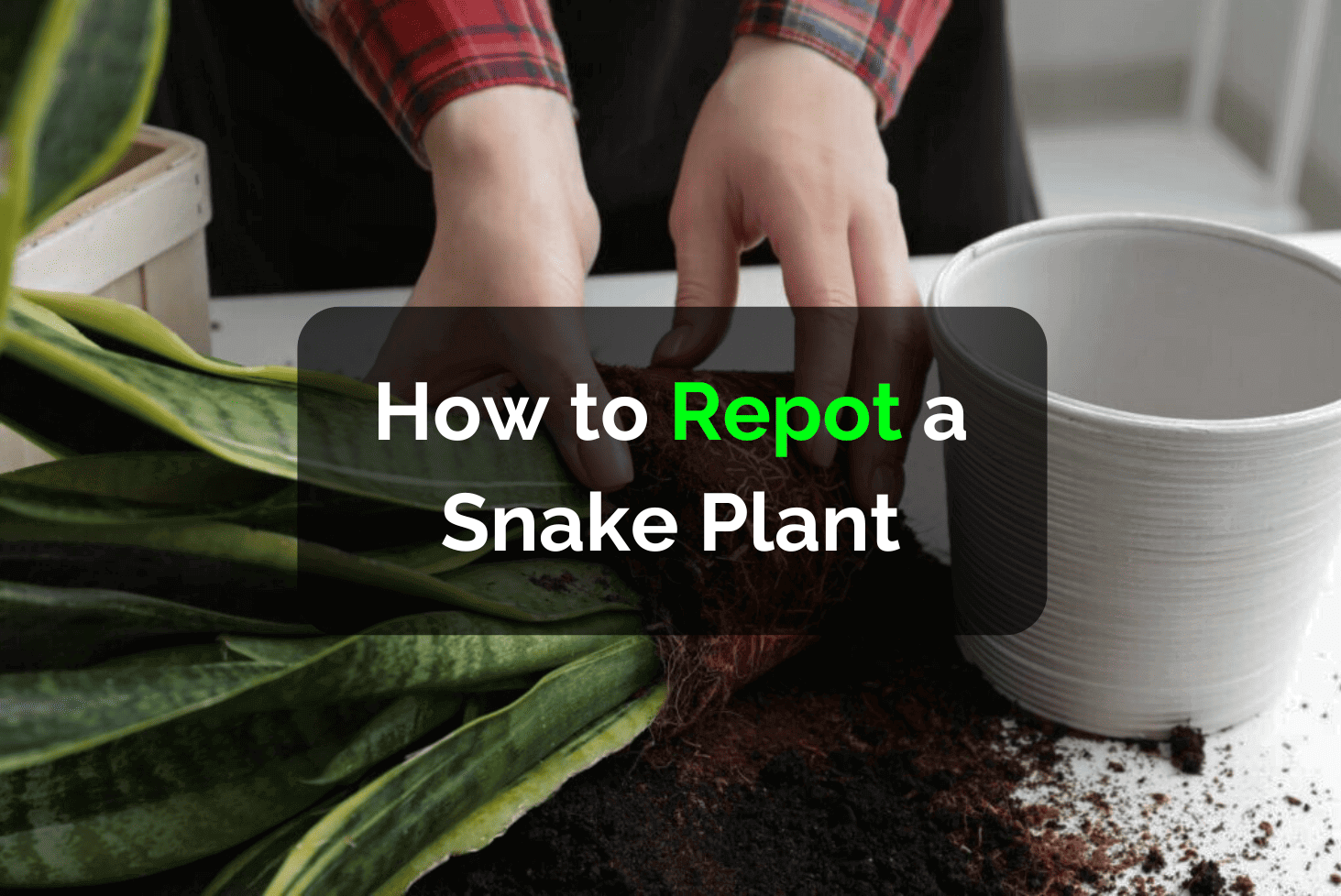 How to Repot a Snake Plant - All Snake Plant