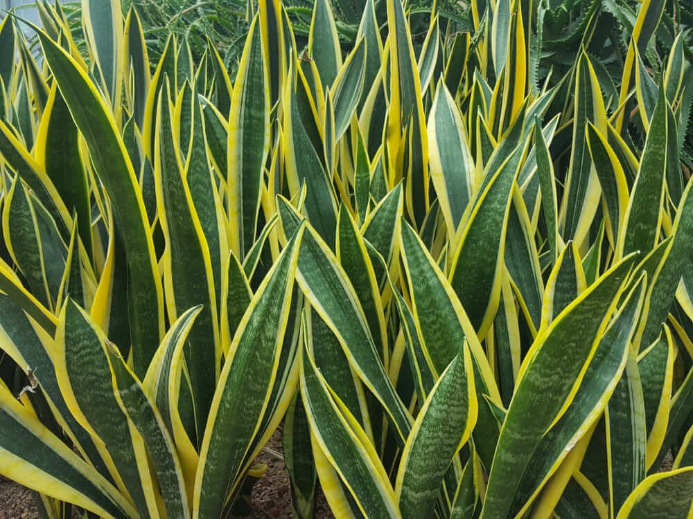 Snake Plant leaves