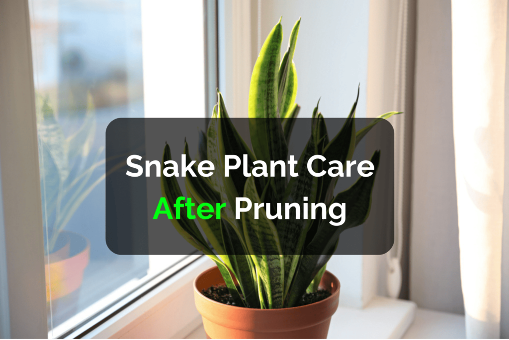 Snake Plant Care After Pruning