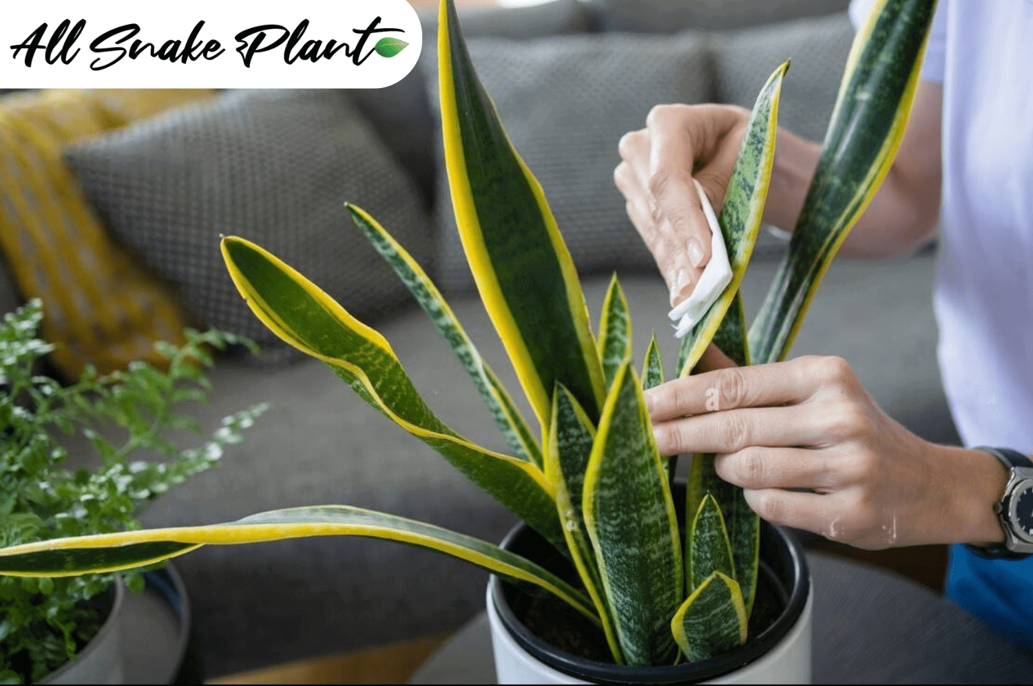 Rubbing Alcohol Snake plant