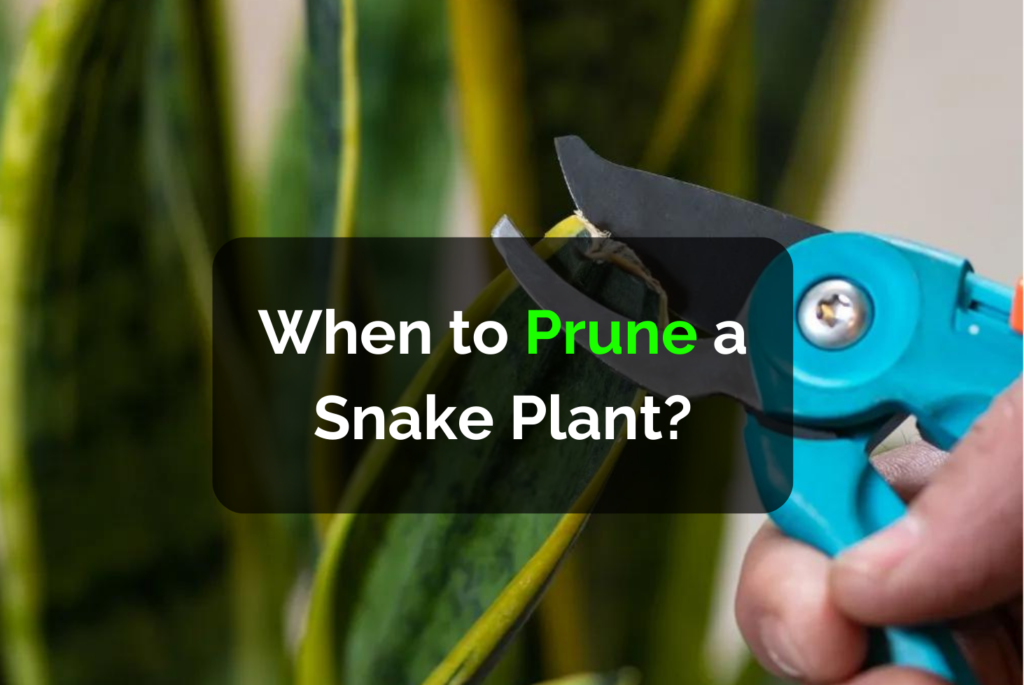 When to Prune a Snake Plant?