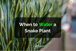 When to Water a Snake Plant