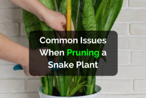 common issues when pruning a snake plant