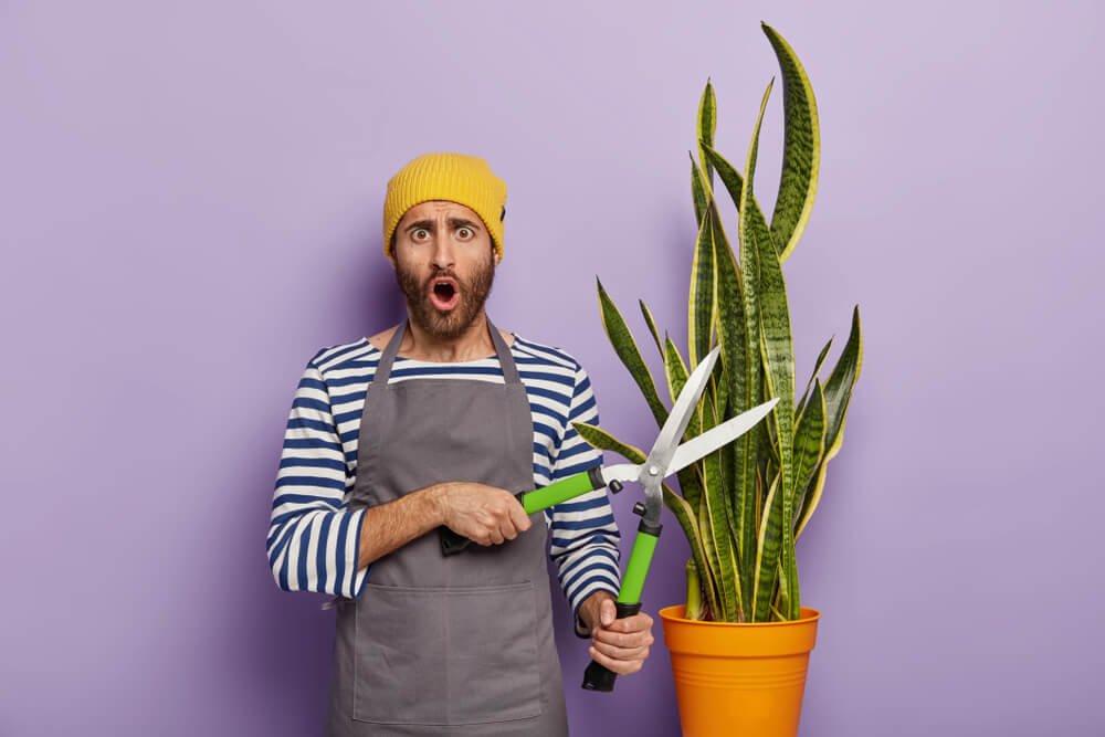 Why Should We Prune a Snake Plant?