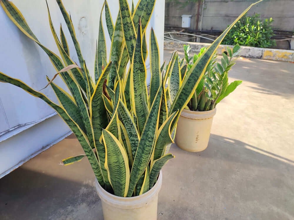 healthy snake plant