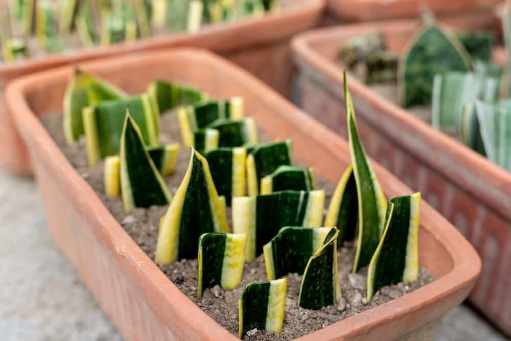 propagating a snake plant