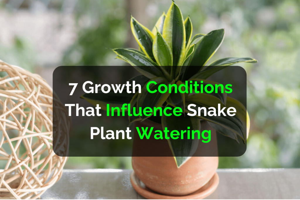 7 Growth Conditions That Influence Snake Plant Watering