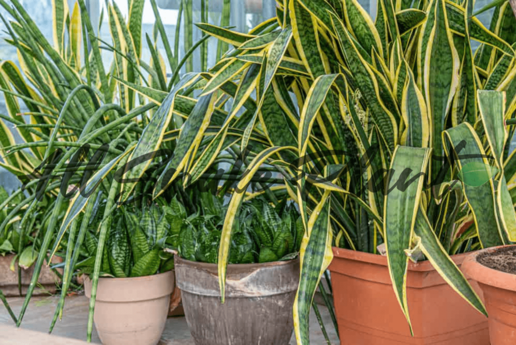 Snake Plant drooping leaves