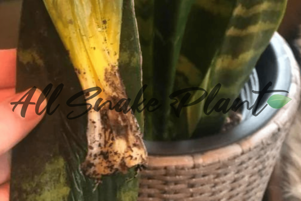 Causes of overwatered snake plant