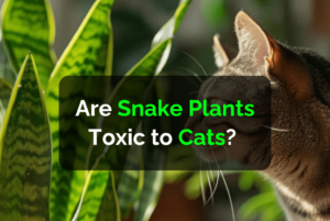 Are Snake Plants Toxic to Cats