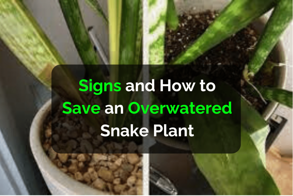 Signs and How to Save an Overwatered Snake Plant