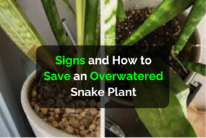 Signs and How to Save an Overwatered Snake Plant