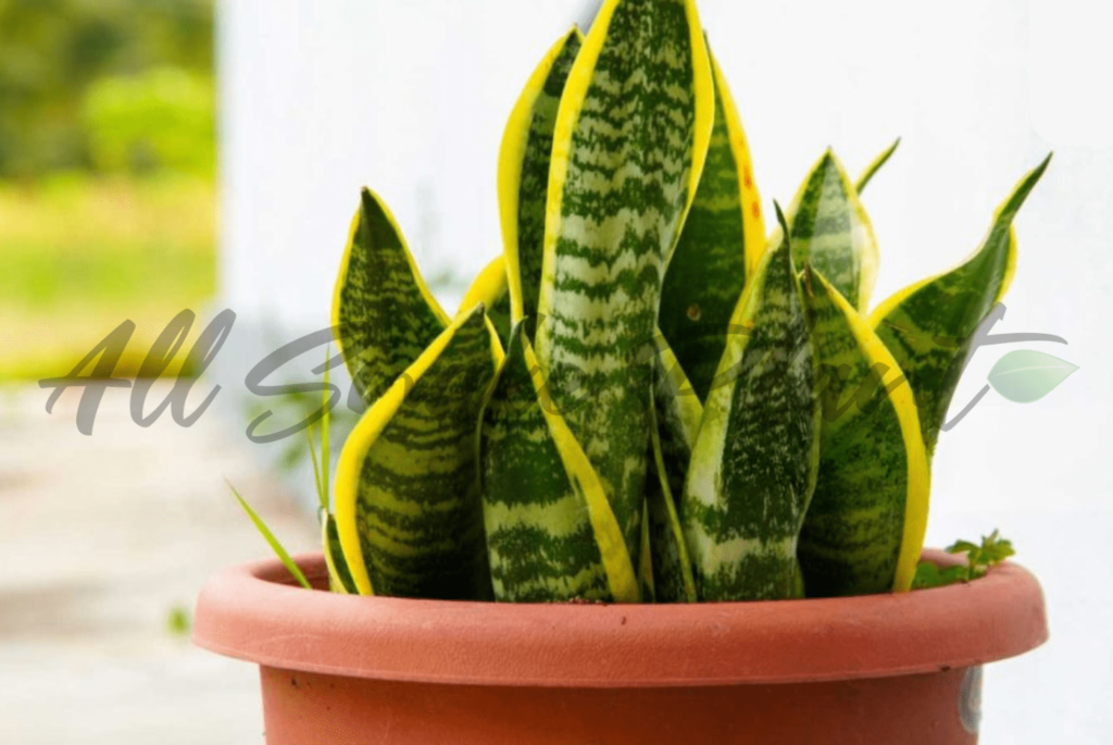 Sansevieria