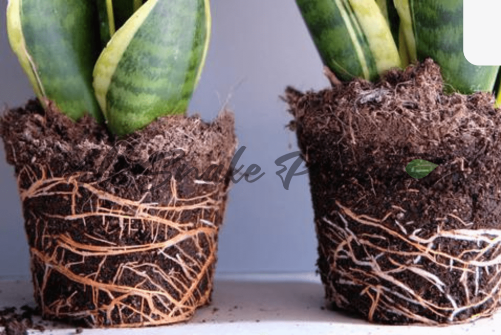 root bound snake plant