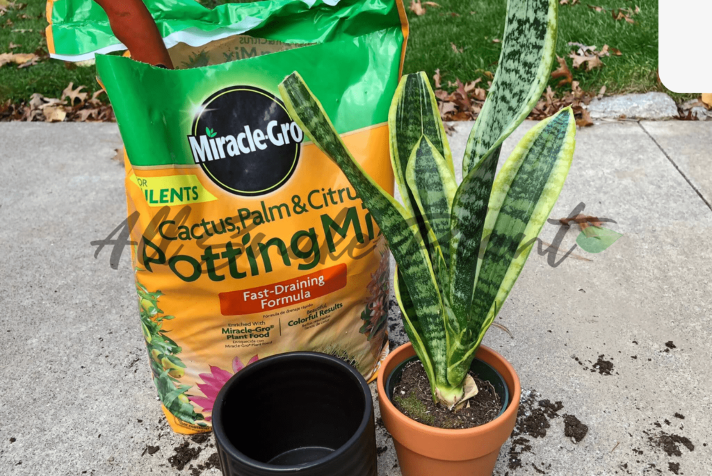 snake plant repotting