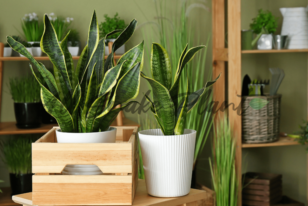 snake plant care