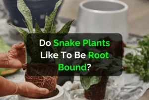 Do Snake Plants Like To Be Root Bound?