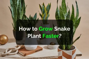 How to Grow Snake Plant Faster?