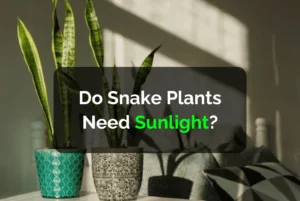 Do Snake Plants Need Sunlight?