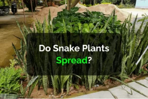 Do Snake Plants Spread?