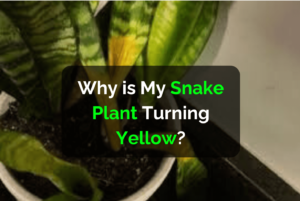 Why is My Snake Plant Turning Yellow?