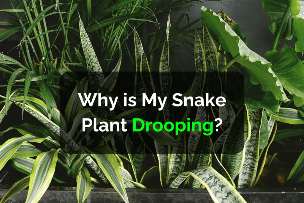 Why is My Snake Plant Drooping?