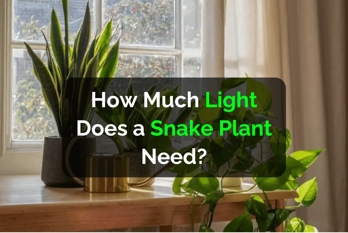 How Much Light Does a Snake Plant Need?