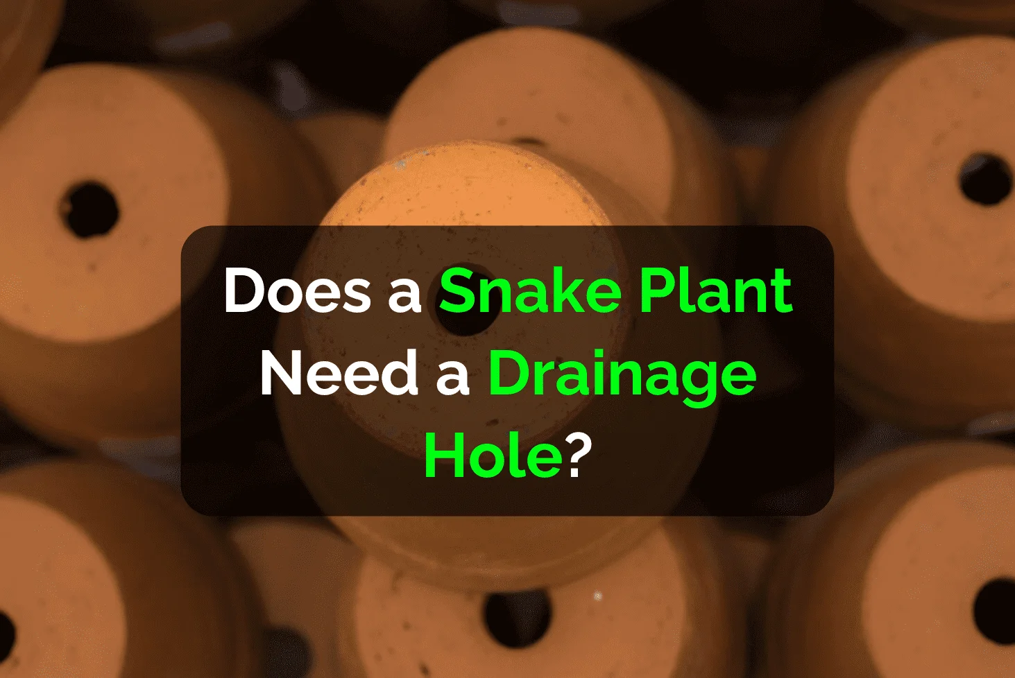 Does a Snake Plant Need a Drainage Hole?