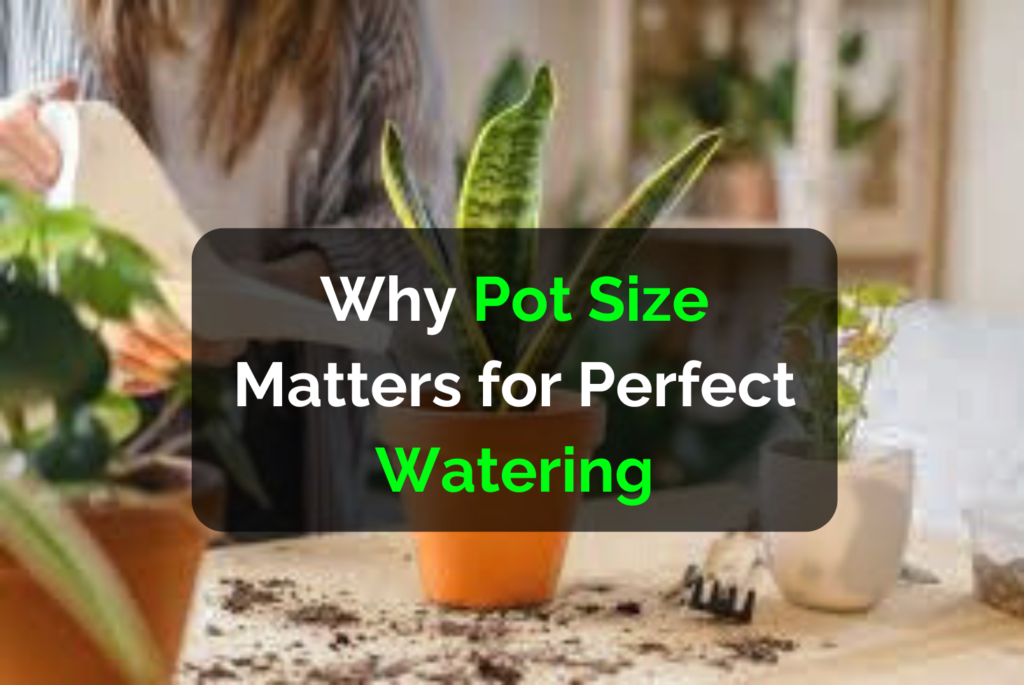 Snake Plant Care: Why Pot Size Matters for Perfect Watering