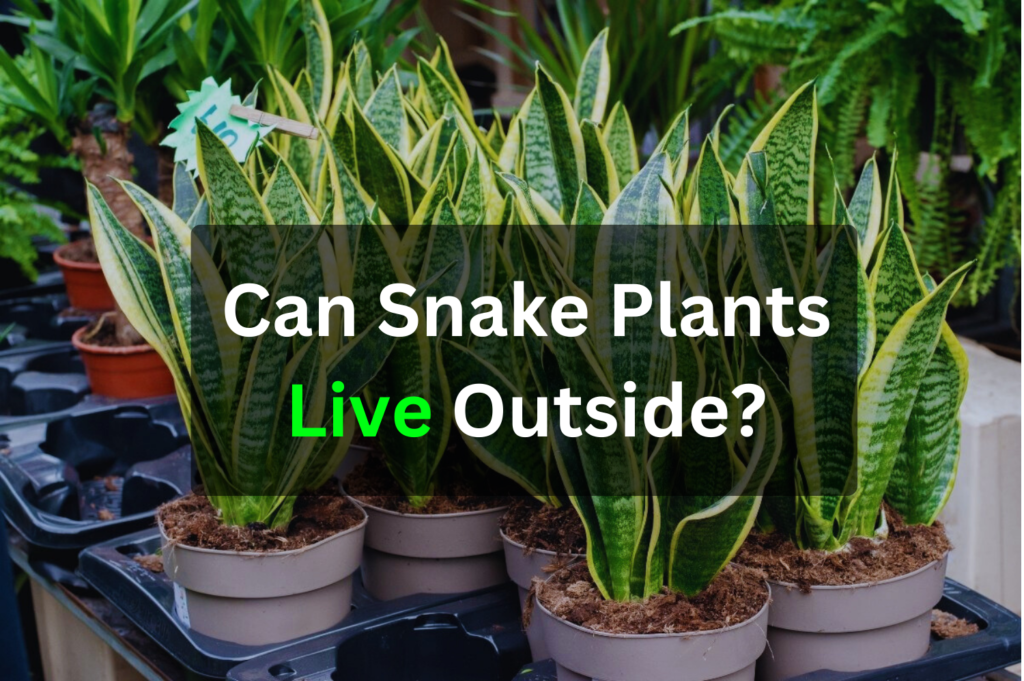 Can Snake Plants Live Outside?