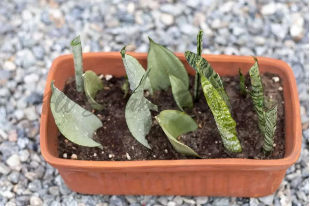 How to Propagate a Snake Plant in Soil