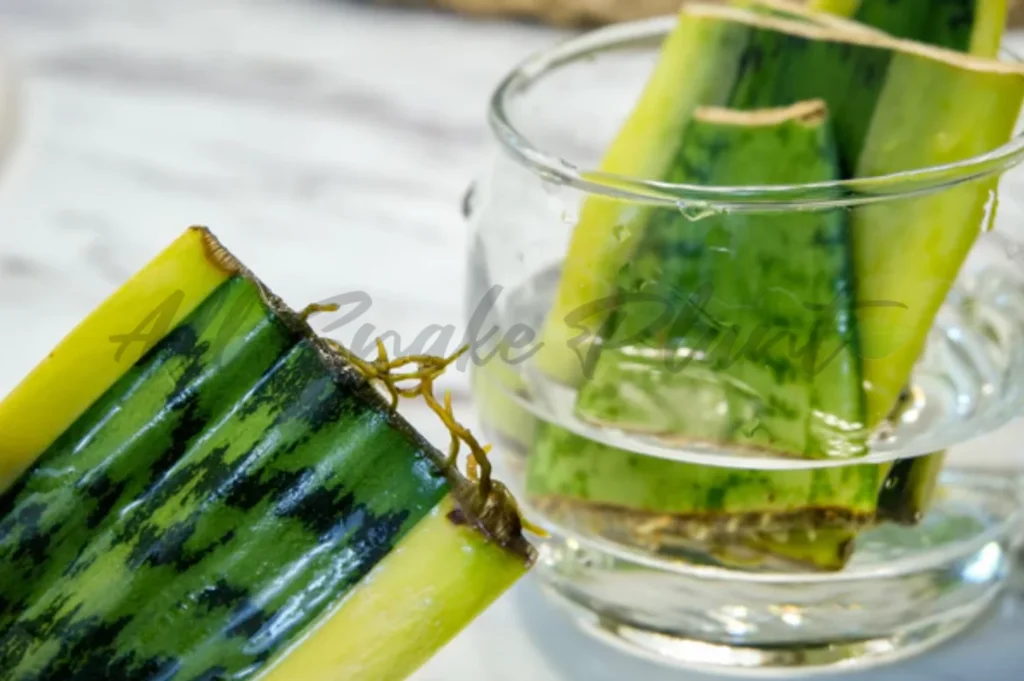 How to Propagate a Snake Plant in Water