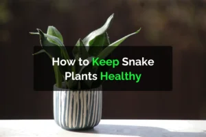 how to keep snake plants healthy