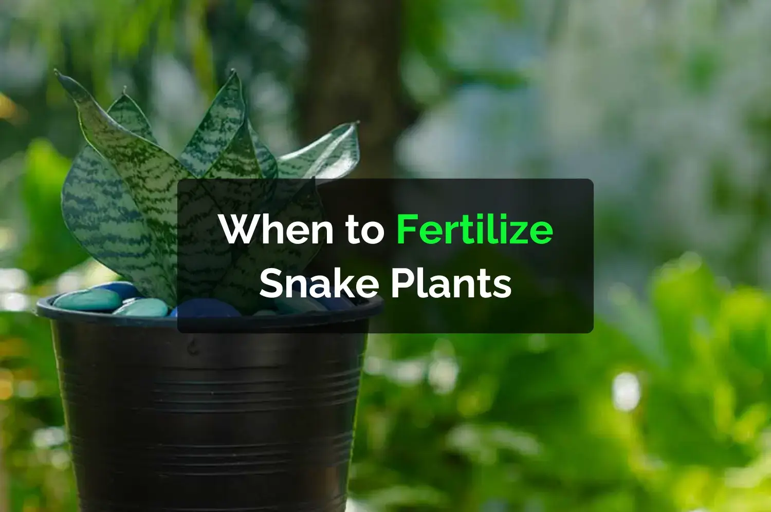 When to Fertilize Snake Plants