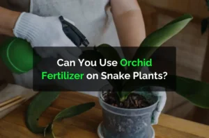 Can You Use Orchid Fertilizer on Snake Plants?