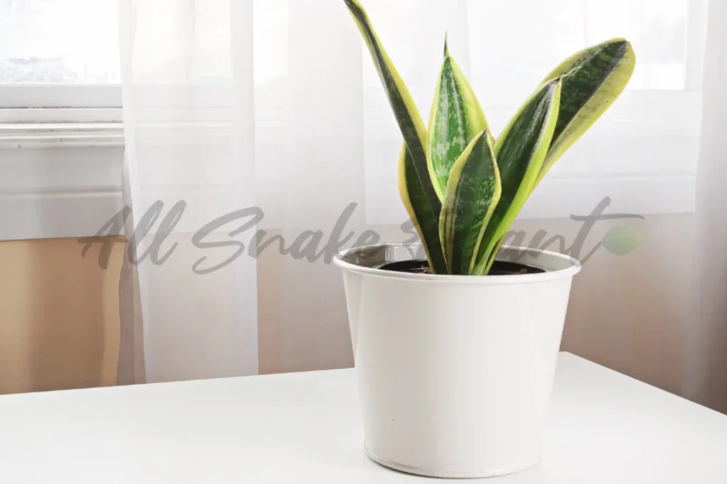 healthy snake plant
