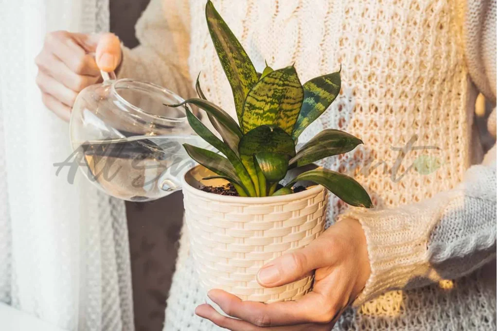 watering a snake plant with dry soil