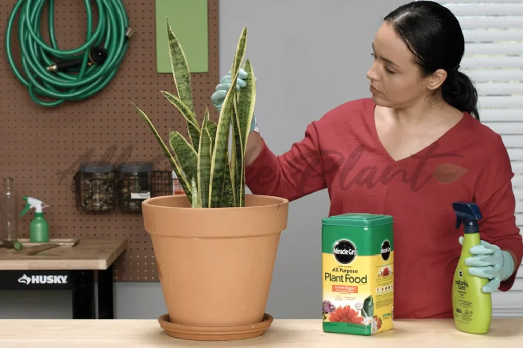Signs That Your Snake Plant Needs Fertilizer